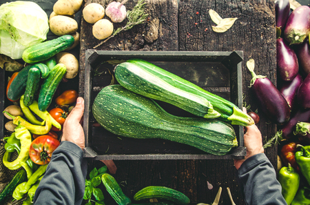 Organic vegetables. Farmers hands with freshly harvested vegetables. Fresh organic zucchini.の写真素材