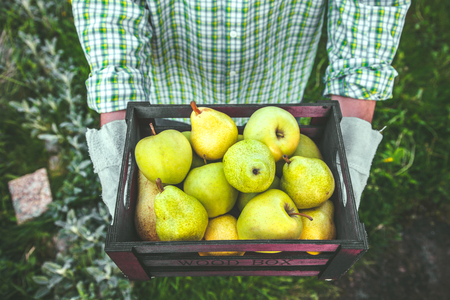 Organic fruit. Farmers hands with freshly harvested fruit. Fresh organic pears.の写真素材