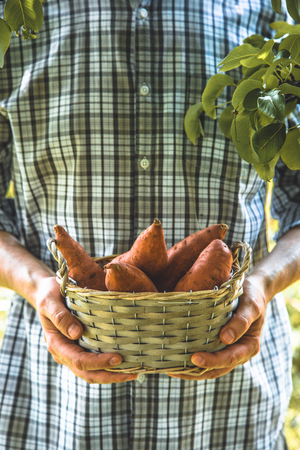 Organic vegetables. Farmers hands with freshly harvested vegetables. Fresh organic sweet potatoes.の写真素材