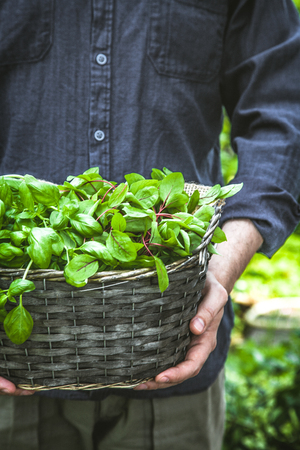 Organic gardening. Farmers hands with fres herbs. Spring gardeningの写真素材