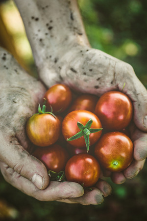 Tomato harvest. Farmers hands with freshly harvested tomatoes.の写真素材