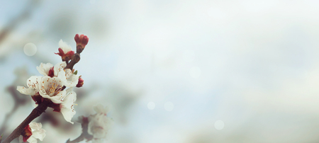Spring or summer abstract nature background with flowers and  blue sky in the backの写真素材