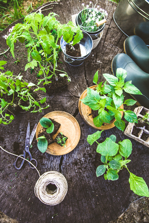 Spring garden. Seedlings in soil. Garden tools and equipment. Gardening bootsの写真素材