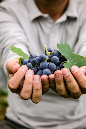 Grapes harvest. Farmers hands with freshly harvested black grapes.の写真素材