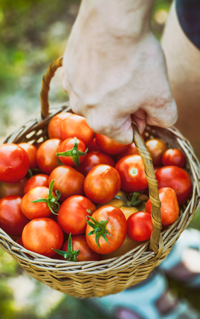 Tomato harvest. Farmers hands with freshly harvested tomatoes.の写真素材