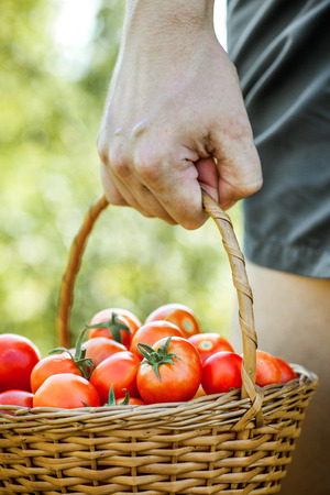 Tomato harvest. Farmers hands with freshly harvested tomatoes.の写真素材