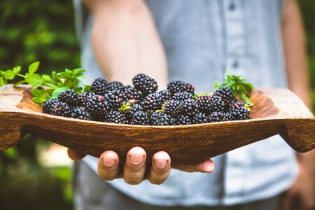Organic fruit. Farmers hands with freshly harvested fruit. Fresh organic blackberries.の写真素材