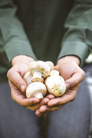 Organic mushrooms. Healthy food. Fresh mushrooms in farmers hands