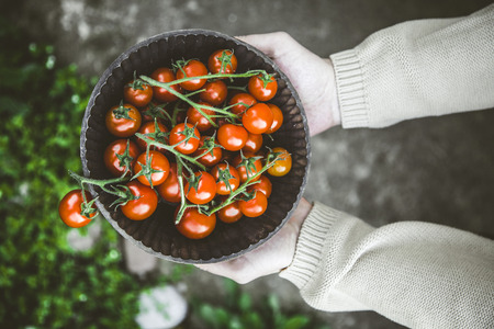 Tomato harvest. Farmers hands with freshly harvested tomatoes.の写真素材