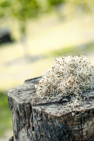 Heathy eating food. Alfalfa sprouts on woodの写真素材
