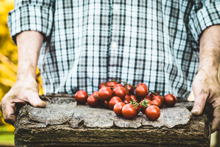 Organic vegetables. Farmers hands with freshly harvested vegetables. Fresh organic tomatoesの写真素材