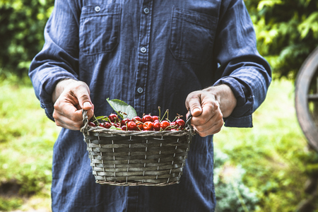 Organic fruit. Farmers hands with freshly harvested fruit. Fresh organic cherries.の写真素材