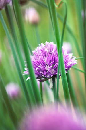 Fresh chives flower over colorful background. Spring or summer floral backgroundの写真素材