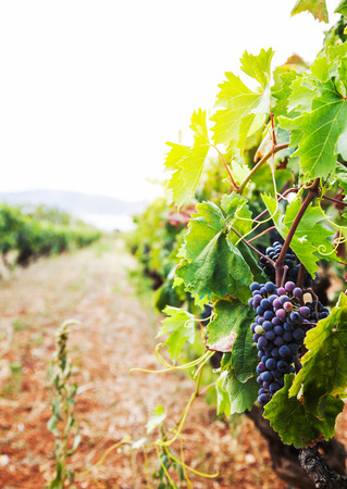 Nature background with Vineyard in autumn harvest. Ripe grapes in fall.の写真素材