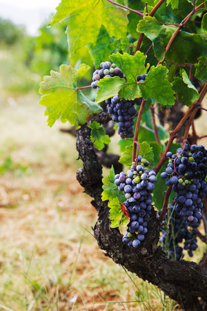 Nature background with Vineyard in autumn harvest. Ripe grapes in fall.の写真素材
