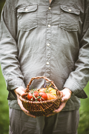 Tomato harvest. Farmers hands with freshly harvested tomatoes.の写真素材