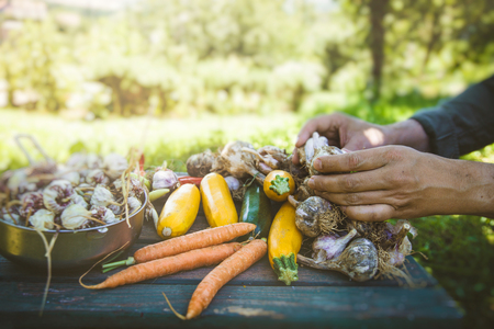 Organic vegetables. Farmers hands with freshly harvested vegetables. Fresh organic foodの写真素材