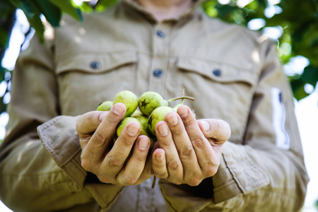 Summer vegetable garden concept with gardener harvesting ripe pears. Fresh fruitの写真素材