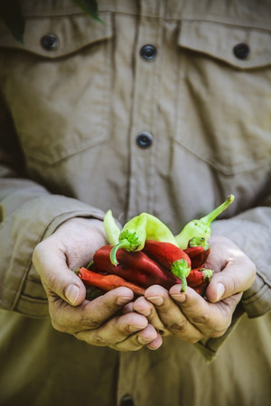 Summer vegetable garden concept with gardener harvesting ripe chili peppersの写真素材
