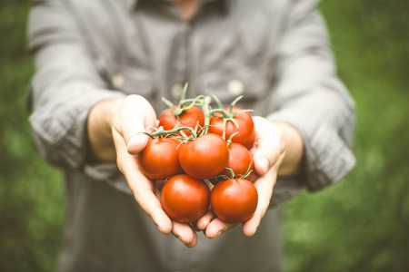 Tomato harvest. Farmers hands with freshly harvested tomatoes.の写真素材
