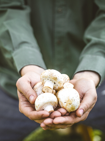 Organic mushrooms. Healthy food. Fresh mushrooms in farmers handsの写真素材