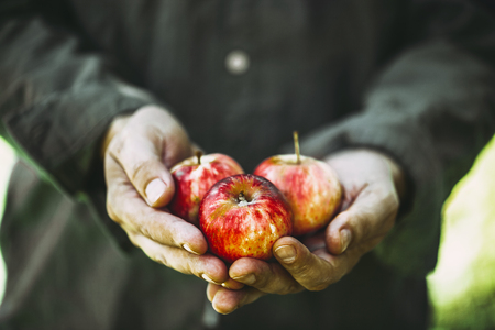 Organic fruit and vegetables. Farmers hands with freshly harvested apples.