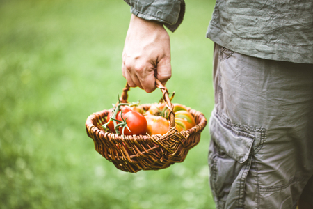 Tomato harvest. Farmers hands with freshly harvested tomatoes.の写真素材