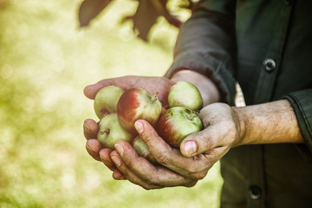 Organic fruit and vegetables. Farmers hands with freshly harvested apples.の写真素材