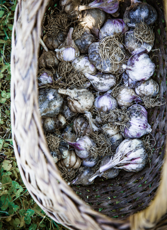 Garlic in basket in garden. Vegetables in summer grassの写真素材