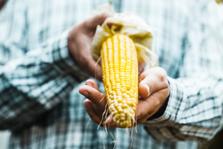 Summer harvest. Farmers hands with fresh corn.の写真素材