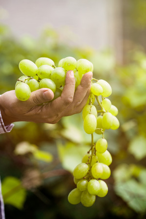 Grapes harvest. Farmers hands with freshly harvested white grapes.の写真素材