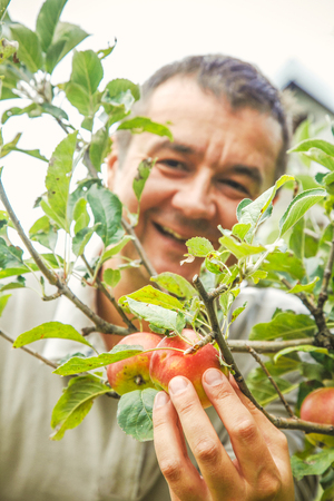 Apples harvest. Farmers hands with apples on a branchの写真素材