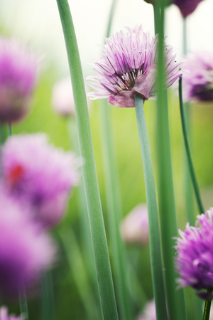 Fresh chives flower over colorful background. Spring or summer floral backgroundの写真素材