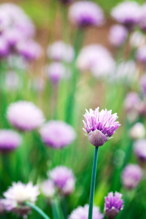 Fresh chives flower over colorful background. Spring or summer floral backgroundの写真素材