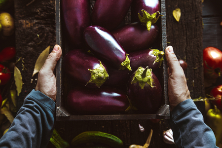 Organic vegetables. Farmers Hands with Freshly Harvested Vegetables. Fresh Organic Egg Plant.の写真素材
