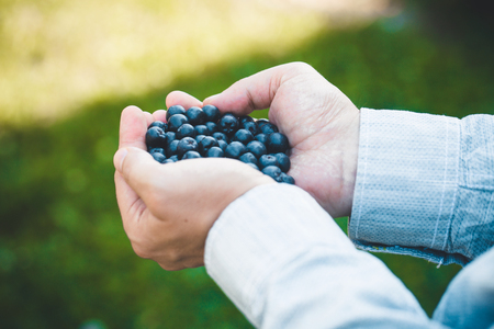 Organic fruit. Farmers hands with freshly harvested fruit. Fresh Organic Blueberries.の写真素材