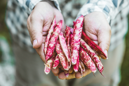Beans harvest. Beans harvest in autumn. Farmer with Beansの写真素材