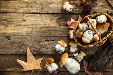 Mushroom  over Wooden Background. Autumn Cep Mushrooms on wood. Autumn forest fruitの写真素材