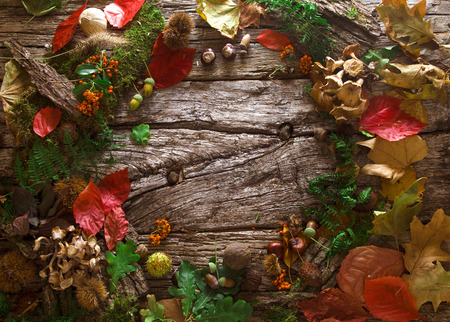 Thanksgiving Autumn Concept. Autumn forest  fruit with copyspace. Thanksgiving autumn backgroundの写真素材