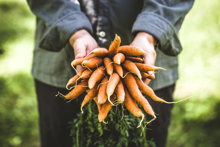 Organic vegetables. Healthy food. Fresh organic carrots in farmers handsの写真素材