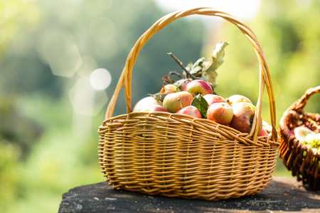 Fresh harvest of apples. Apples in a basket on grass. Nature fruit concept.の写真素材