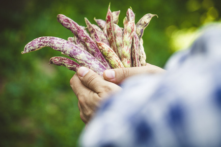 Beans harvest. Beans harvest in autumn. Farmer with beansの写真素材