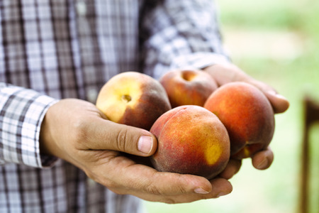 Peaches harvest. Farmers hands with freshly harvested peachの写真素材