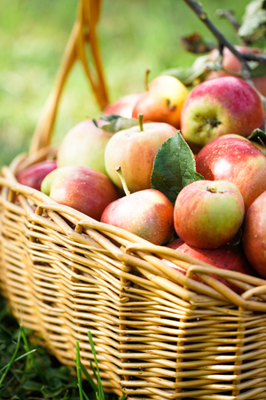 Fresh Harvest of Apples. Apples in Basket on Grass. Nature fruit concept.の写真素材