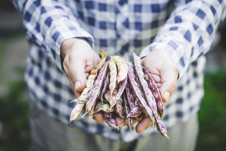 Farmer with beansの写真素材
