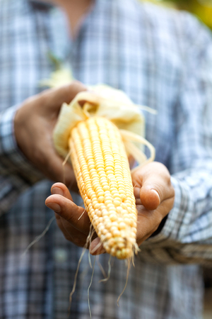 Summer harvest. Farmers hands with fresh corn.の写真素材