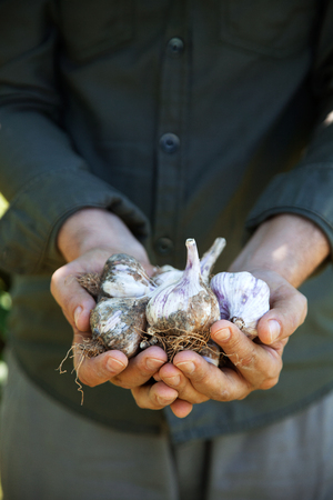 Organic fruit and vegetables. Farmers hands with freshly garlicの写真素材
