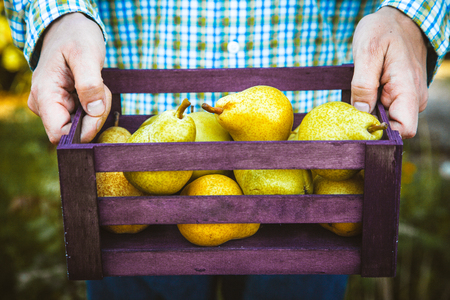 Organic fruit. Farmers hands with freshly harvested fruit. Fresh organic pears.の写真素材