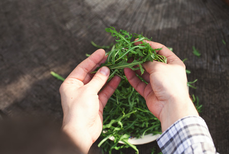 Organic vegetables. Healthy food. Rocket salad in farmers handsの写真素材
