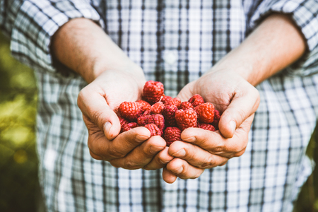Organic fruit. Farmers hands with freshly harvested fruit. Organic raspberries. Fresh organic berries.Farming conceptの写真素材